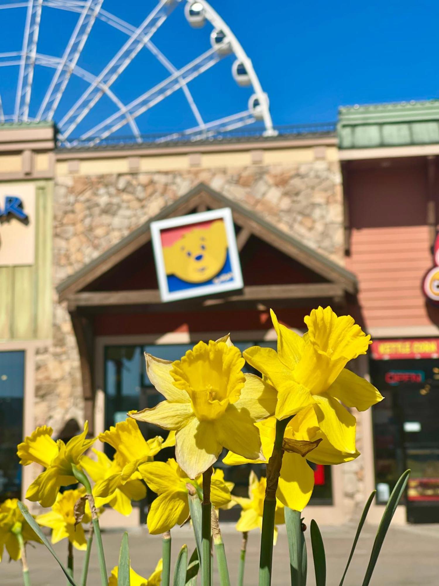 Blue Bear Splash Villa Pigeon Forge Exterior photo